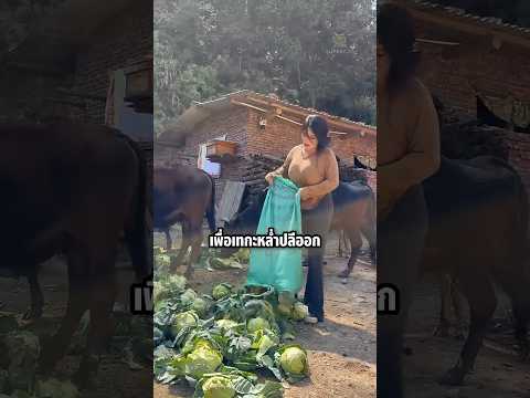 หญิงสาวใจใหญ่ กับลูกวัวที่รอกินกะหล่ำปลี #shorts #knowledge #viral #เลี้ยงวัว thumbnail