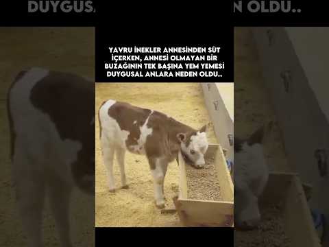 Bugün de buna üzüleceğiz anlaşıldı.. 😢 #shorts thumbnail