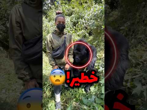 مر من جنبها اكثر حيوان خطير إذا عصب وهذا اللي صار!! thumbnail