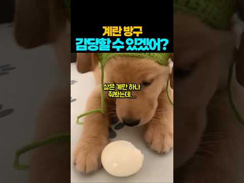 ❤️420만뷰❤️태어나 처음 먹는 삶은 계란.. 방구 감당할 수 있겠어? #강아지 #댕댕이 #애견영상 #애견먹방 #강아지먹방 thumbnail