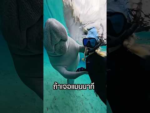 ถ้าเจอในน้ำต้องรีบว่ายหนี!! thumbnail