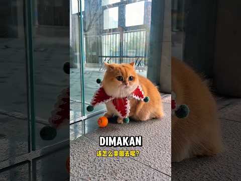 Bontot makan bola tenis ?? thumbnail