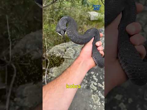 ular ini bisa pura pura mati?? thumbnail