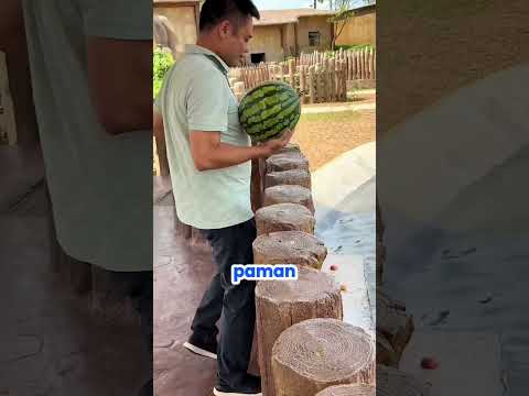 Paman memberi semangka kepada kudanil 🦛 #animals #kudanil #shorts thumbnail