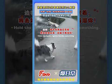 边牧遛狗神操作！😳当场“解绳”，跑路去怒怼“萨摩耶！萨摩耶都懵了：”哥们，你来真的”？#边牧搞笑 #萌宠名场面 #遛狗趣事 #狗狗智商天花板 #爆款短视频 thumbnail