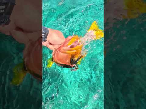 Wait for it... Every fish's nightmare! 😮 thumbnail