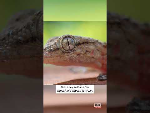 These Rare And Endangered Geckos Live In The Most Unlikely Place #shorts thumbnail