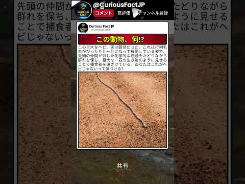 ちゃんと見るまで、これが何の生き物なのかわからない thumbnail
