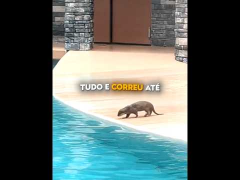 Lontra Fez o Que Ninguém Esperava 😳🦦 #shots thumbnail