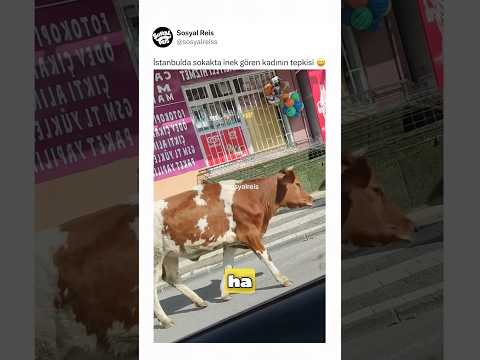 İstanbulda sokakta inek gören kadının tepkisi ? thumbnail