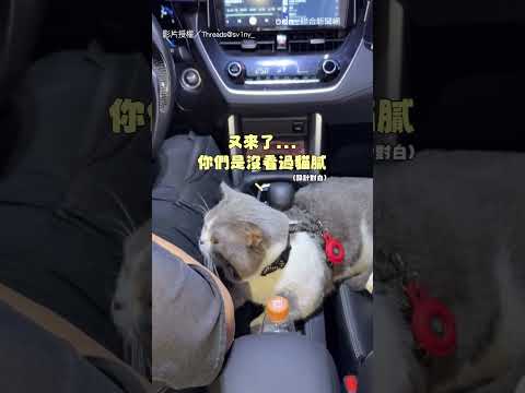 【超級可愛】搭計程車還有貓咪接客 厭世臉上班萌翻啦！｜計程車｜司機｜貓咪｜寵物｜客人｜可愛 thumbnail