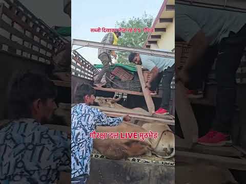 Gaurakshaks save 5 cows thumbnail