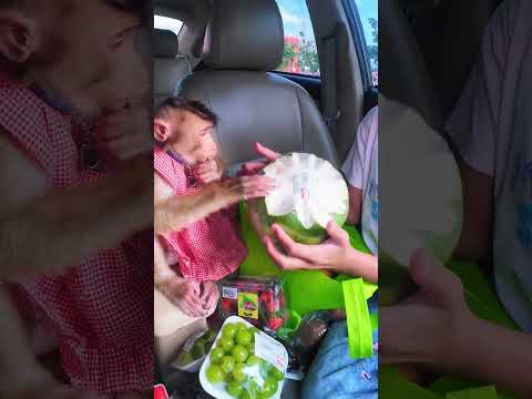 Auto rebut liat jeruk Bali 🫢😄 #shortvideo #short #monkey #monyet #funny thumbnail