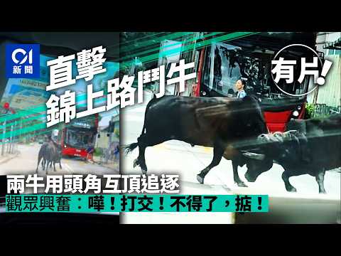 【01秒看新聞】錦上路鬥牛｜兩牛交鋒闖馬路頂頭追逐　途經車輛停車觀戰｜01新聞｜錦上路｜鬥牛｜闖馬路｜兩牛交鋒｜元朗 thumbnail