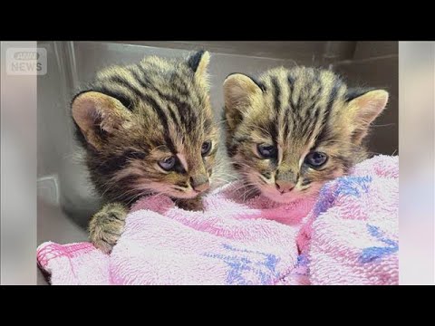 対馬市の国道で「ツシマヤマネコ」子ネコ2匹保護　現場付近に母ネコとみられる死骸【もっと知りたい！】【グッド！モーニング】(2026年6月20日) thumbnail