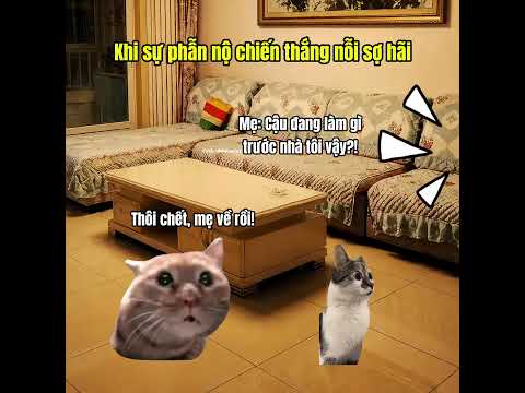 Khi sự phẫn nộ đánh bại nỗi sợ hãi #cat #meme thumbnail