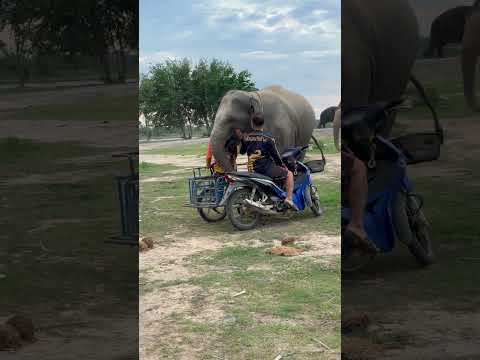 พ่อหนีหนูทำไม‼️ รักไม่มากแต่ขาดไม่ได้🤣 #ควาญนิว #พลายทองคูณ #elephant thumbnail