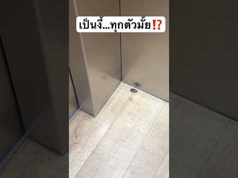 มันเป็นแบบนี้ ทุกตัวมั้ย? #jamsai #jamsaijs #แจ่มใส thumbnail