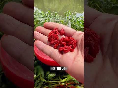 Дед раскрыл секретный КИТАЙСКИЙ РЕЦЕПТ🇨🇳🎣🔥 thumbnail