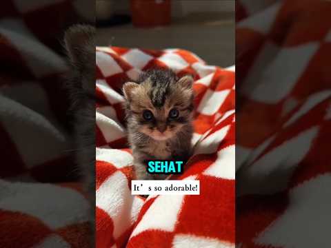 Dikira Sudah Tak Tertolong, Akhirnya Jadi Kucing Paling Ceria! #shortvideo #viral thumbnail