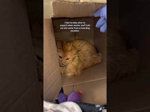 & she’s a female orange 🥹🧡 #seniorcat #orangecat #sheltercat #fostercat thumbnail