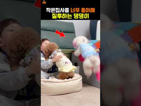 작은 주인을 너무 좋아해 질투하는 댕댕이 thumbnail