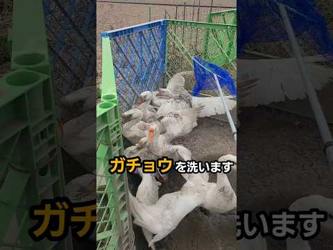 ガチョウの正しい洗い方 #ガチョウ thumbnail