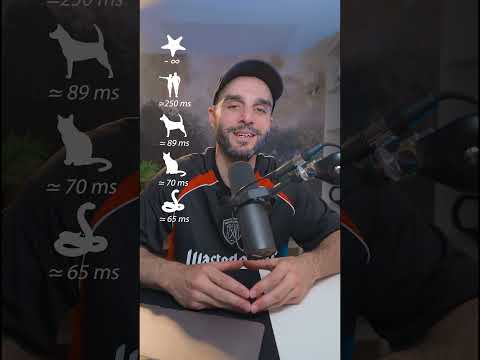 Les animaux avec les meilleurs réflexes ! #shorts thumbnail