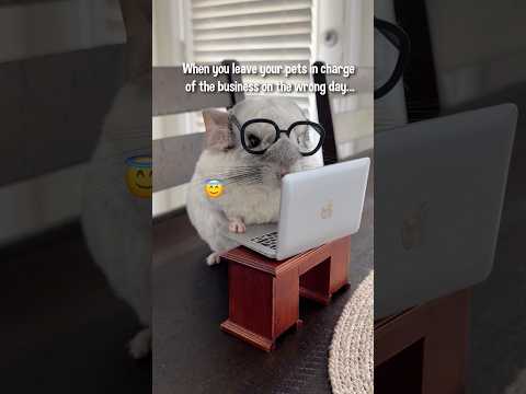 When am I going to learn not to trust Finn 🥲 #chinchilla #aprilfools #prank #littlepals #shorts thumbnail