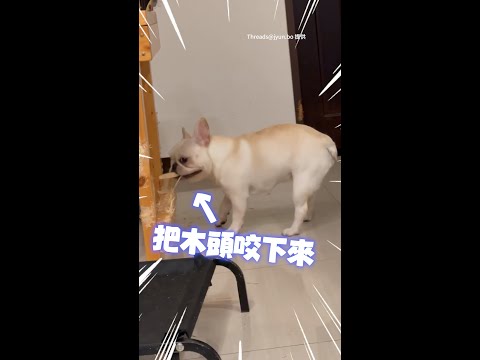【無敵破壞王】啃木頭、掃地機器人也遭殃！法鬥瘋狂拆家被罵還生氣｜#寵物雲 #shorts thumbnail