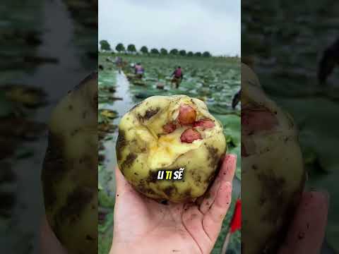 Đừng bao giờ mắc lỗi này khi cắt cây sen khổng lồ này 🌱 thumbnail