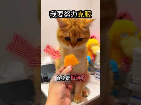 小貓一直搖頭?但沒想過拒絕? thumbnail