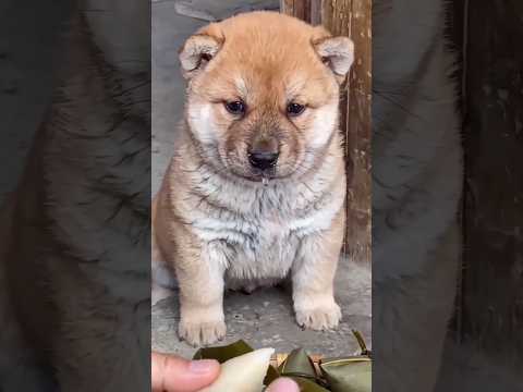 🐶 Super Dog Diary: Craving Food & Getting Teased! 🐔 #shorts #dog #cute thumbnail