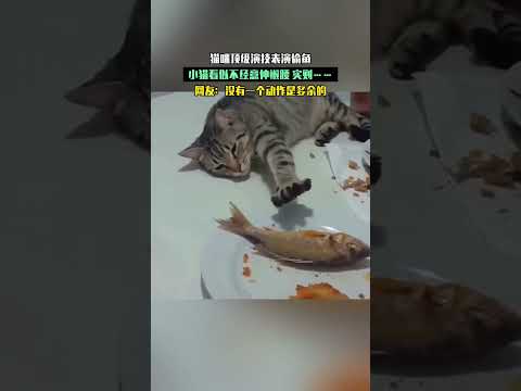 貓咪頂級演技表演偷魚，小貓看似不經意伸懶腰實則……網友：沒有一個動作是多餘的。 thumbnail