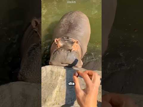 El Dueño Descubrió Cuánta Comida Necesita Su Hipopótamo ❤️ thumbnail