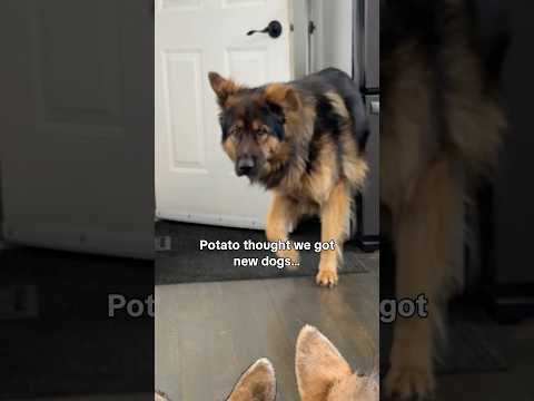 Imposter Dogs thumbnail
