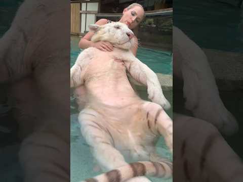 Trust like this isn’t given—it’s grown ☮️❤️🐯 #tiger #relaxing #relax #cute #cuteanimals thumbnail