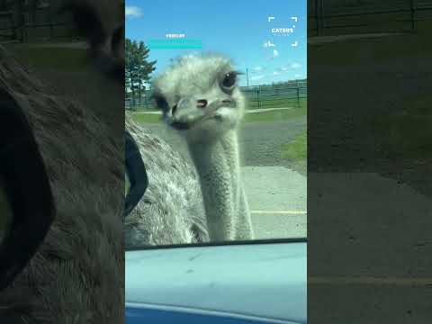 Ostrich Wants Those Snacks 👀 thumbnail