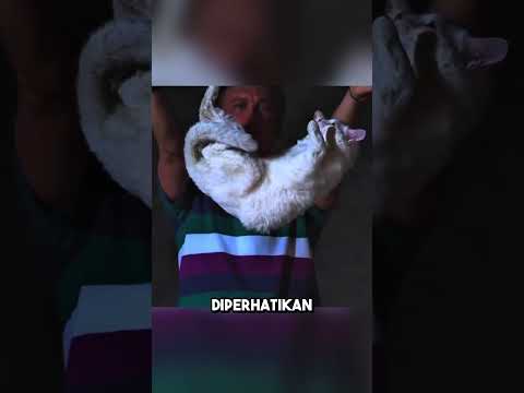 Kenapa Kucing Bisa Membalikkan Tubuh Dengan Sempurna di Udara? thumbnail