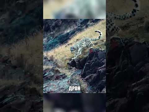 Пастух поднял дрон против ХИЩНИКА🛸🐆💥 thumbnail