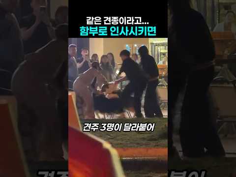 "꼬리 흔들었는데..." 같은 견종 반갑다고 함부로 인사 시키면 안되는 이유 thumbnail