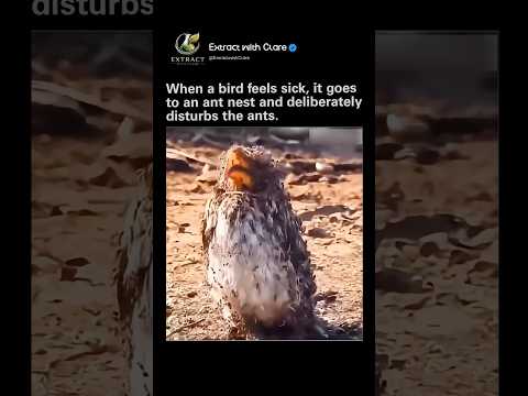 This Bird Uses ANTS as Medicine 🤯 Nature’s Weirdest Survival Trick! thumbnail