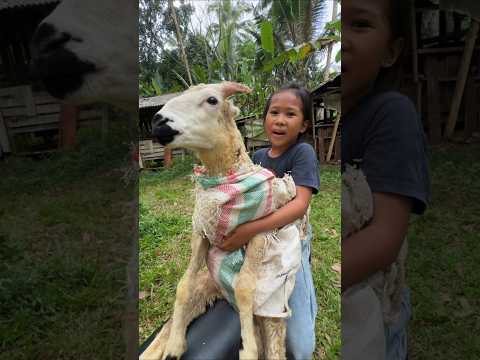 MANG UNI DI KASIH TAU CARA BAWA DI MOTOR SAMA DE IJA thumbnail