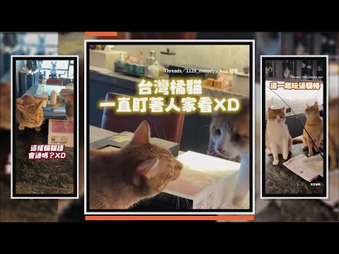 台灣橘貓遇到加拿大橘白貓反應好可愛 還躲起來偷看 thumbnail