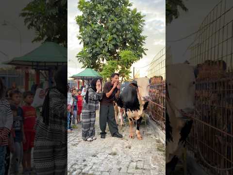 SAPI JUMBO ADAM SYIFA DATENG❗️GILAK INI TINGGINYA LEBIH DARI KITA BERDUA😱 thumbnail