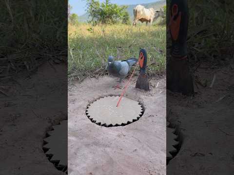 Technique Unique Beautiful Pigeon Trap #youtubeshorts thumbnail