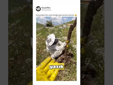 Kovandaki tüm arılar direğe oğul verince olanlar ? thumbnail