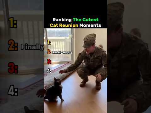 Ranking The Cutest Cat Reunion Moments #cat thumbnail