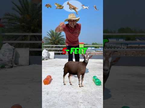 Cheetah vs Human JumpChallenge -#shorts thumbnail