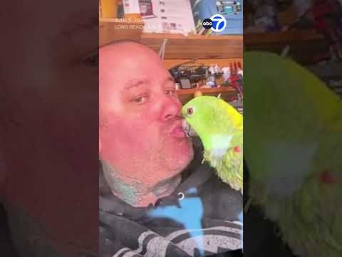 Long Beach family offers $5,000 reward after thieves steal pet parrot thumbnail